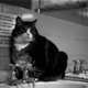 Illustration for article titled Gaze Upon This Famous Fat Cat Who Lived in a Train Station Toilet